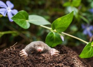 Mole in a dirt