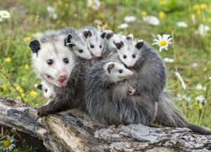 Opossums in yard