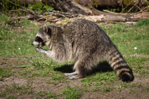 Racooon on the ground