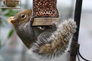 squirrel on bird feeder