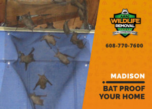 bat proofing my madison home