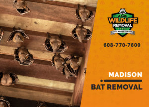 bat exclusion in madison