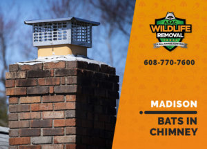 bat in chimney madison