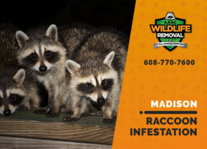 infested by raccoons madison