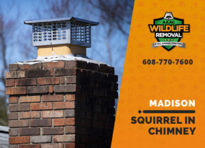 squirrel stuck in chimney madison
