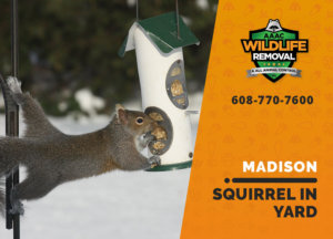 squirrel in my yard madison