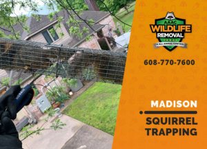 squirrel trapping program madison
