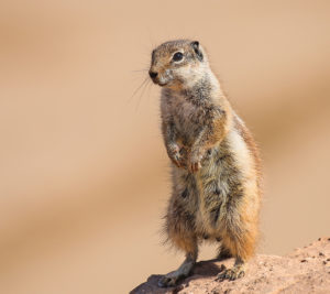 Gopher standing on a rock