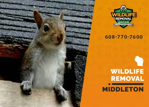 Middleton Wildlife Removal professional removing pest animal