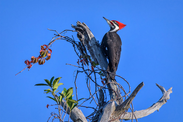 Do Woodpeckers Damage Trees?